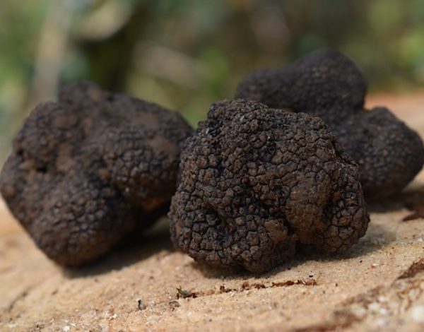 Truffle fair in Molise